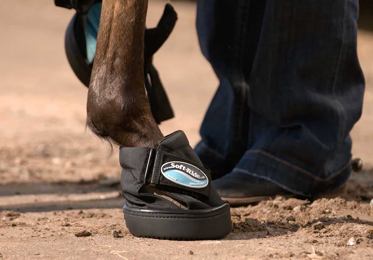 soft ride boots for horses